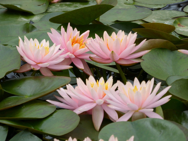Water Lily Colorado