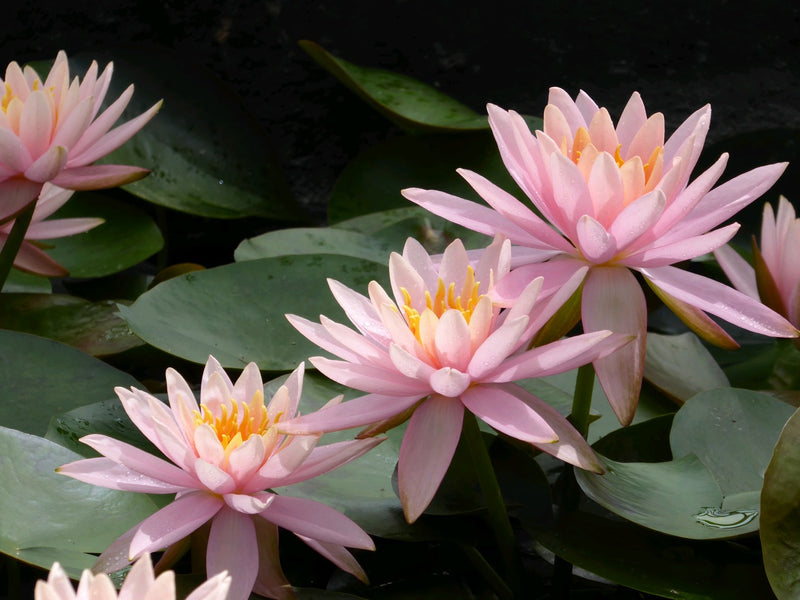 Water Lily Colorado