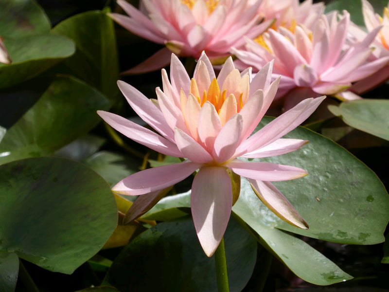Water Lily Colorado