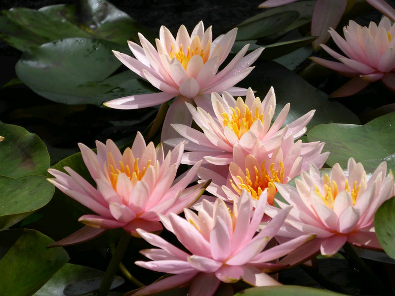 Water Lily Colorado