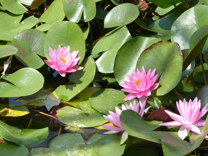 Water Lily Rose Arey