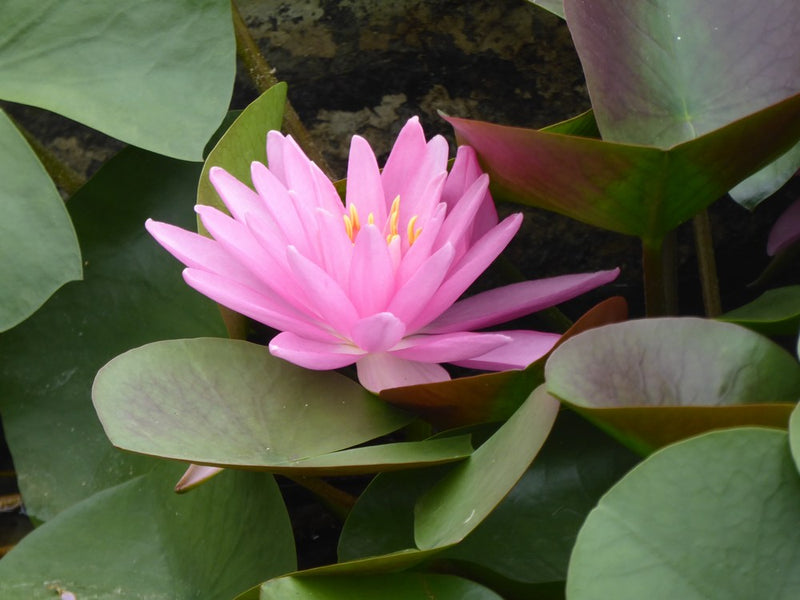 Water Lily Rose Arey