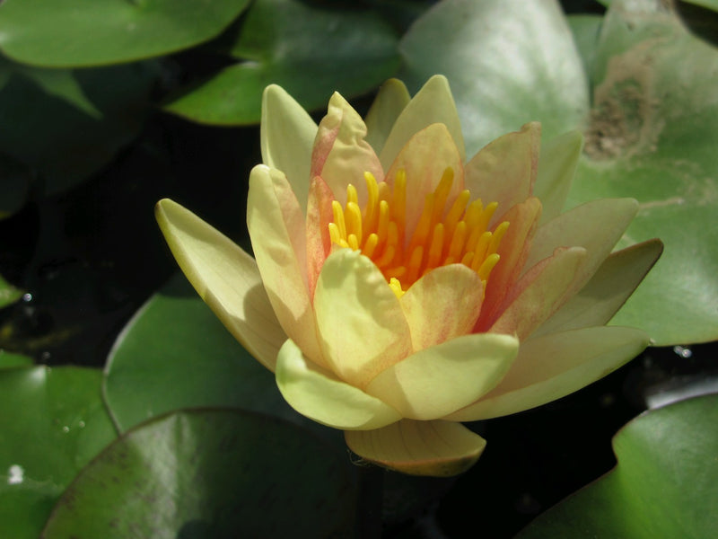 Water Lily Sioux