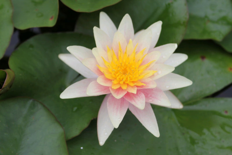 Water Lily Sioux
