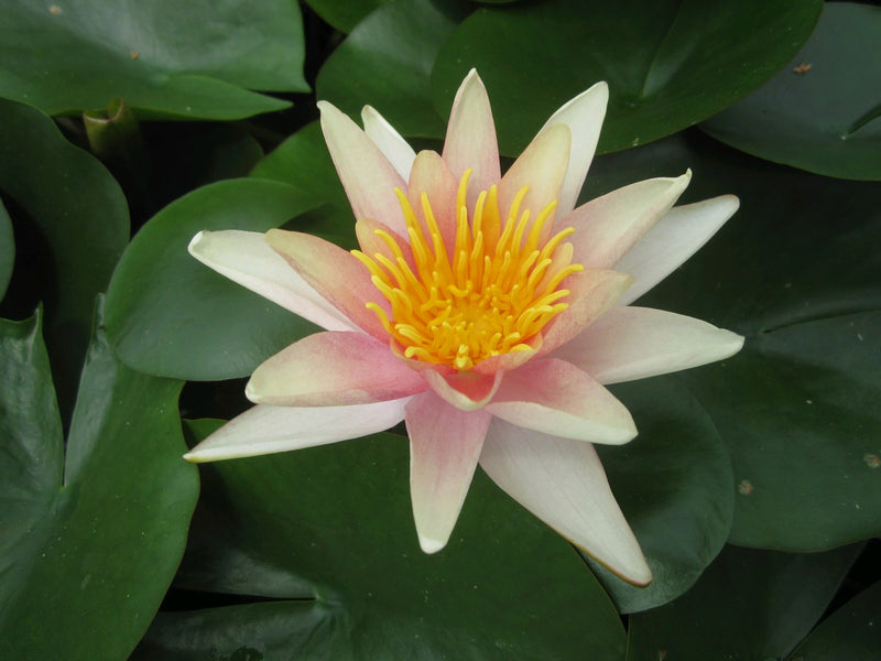 Water Lily Sioux