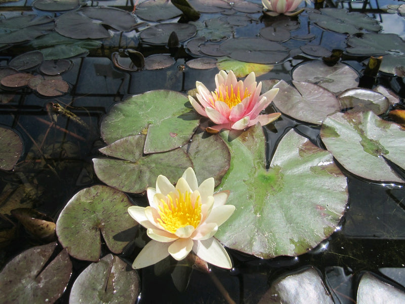 Water Lily Sioux