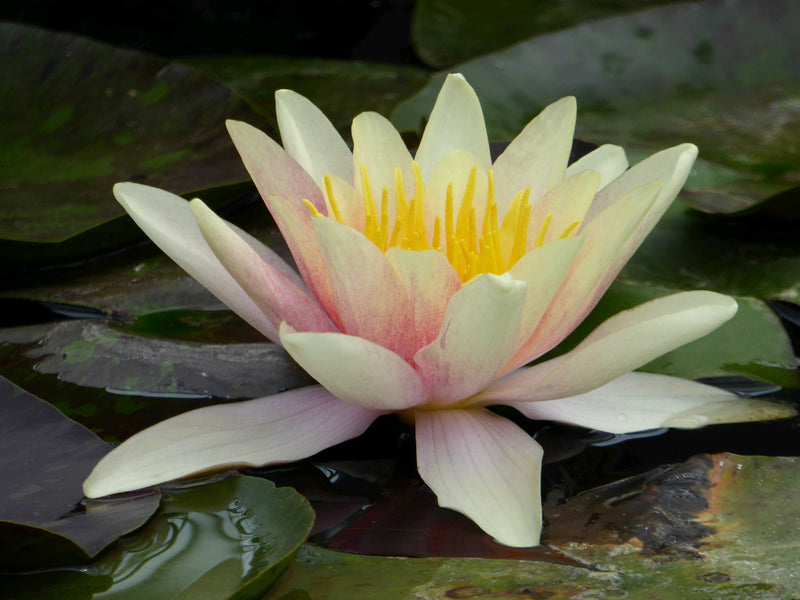 Water Lily Sioux