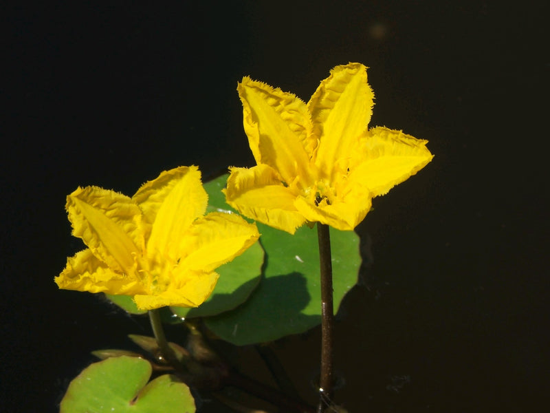 Deep Water Nymphoides Peltata - Water Fringe
