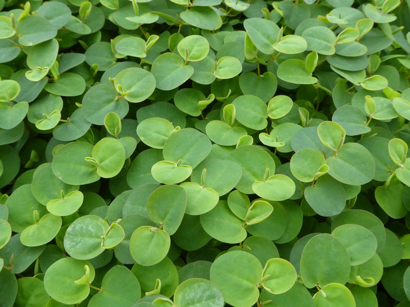 Large Floating - Phyllanthus fluitans, Red Root Floater