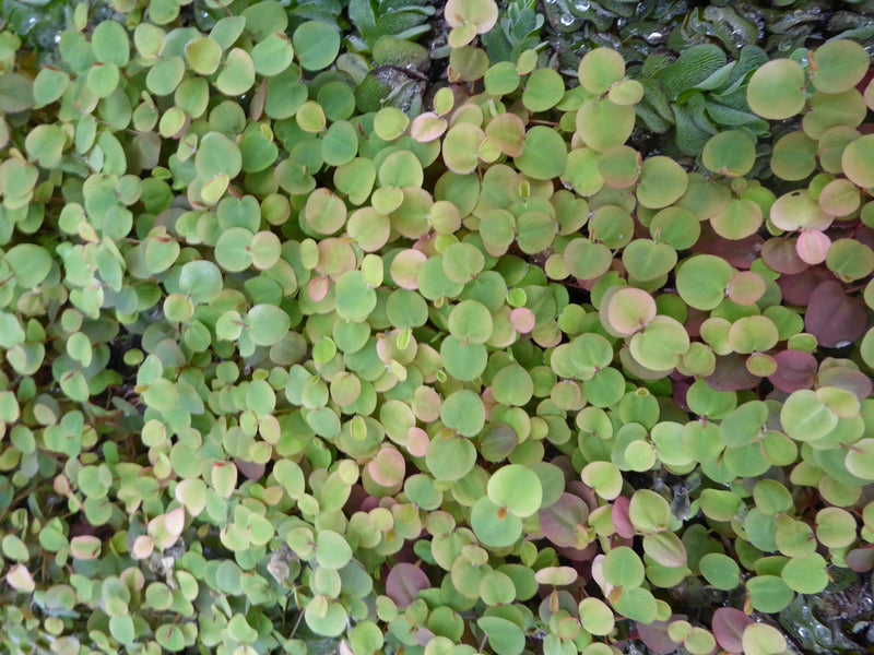 Large Floating - Phyllanthus fluitans, Red Root Floater