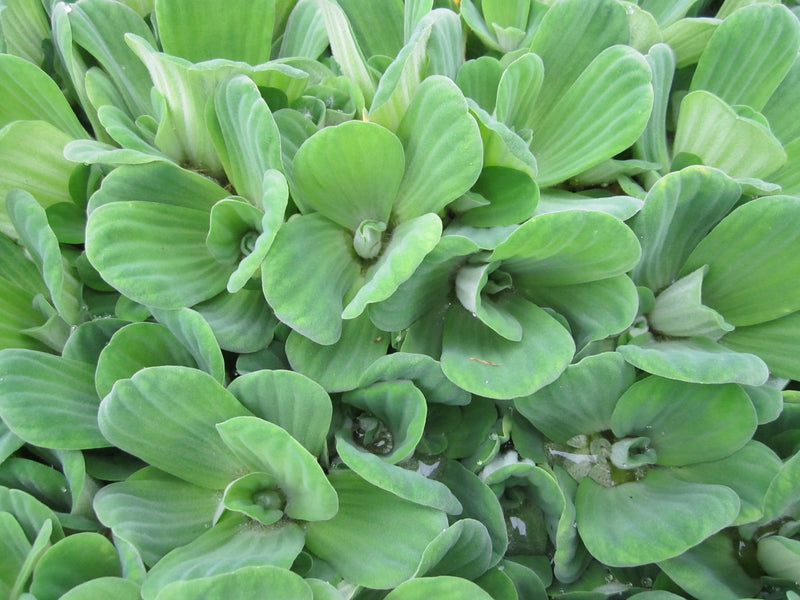 Large Floating -Pistia stratiotes, Water Lettuce