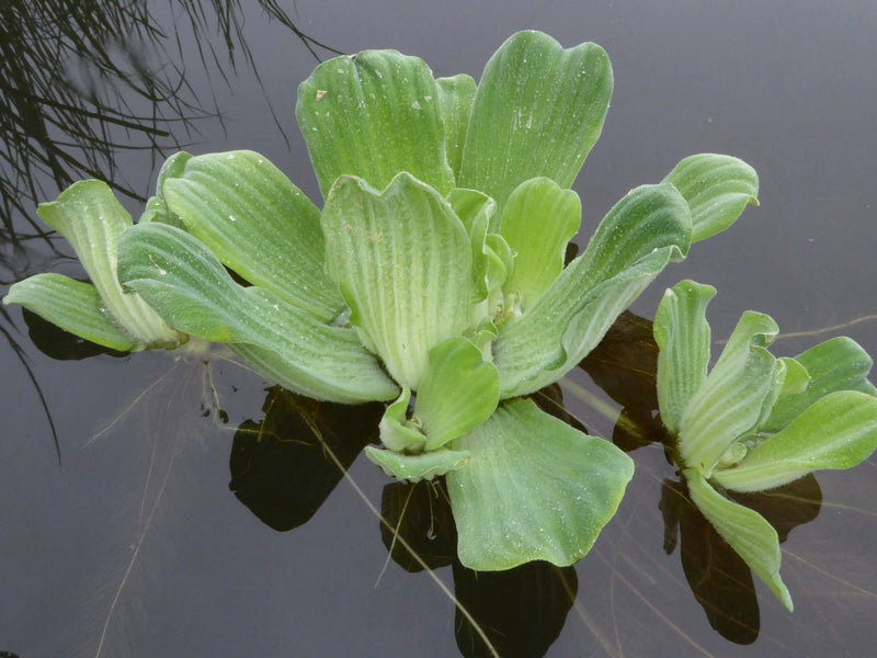 Large Floating -Pistia stratiotes, Water Lettuce