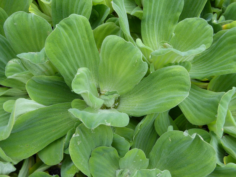 Large Floating -Pistia stratiotes, Water Lettuce
