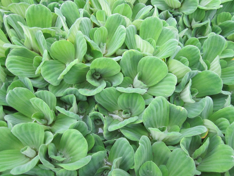 Large Floating -Pistia stratiotes, Water Lettuce