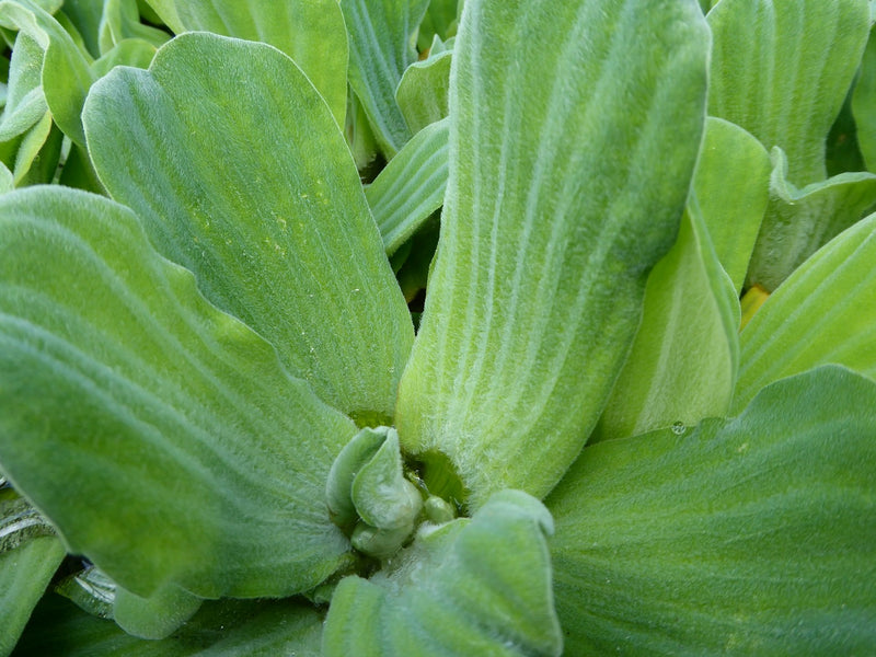 Large Floating -Pistia stratiotes, Water Lettuce
