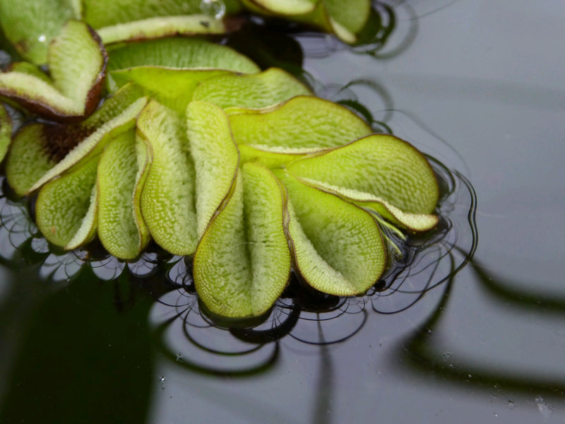 Small Floating - Asian Watermoss