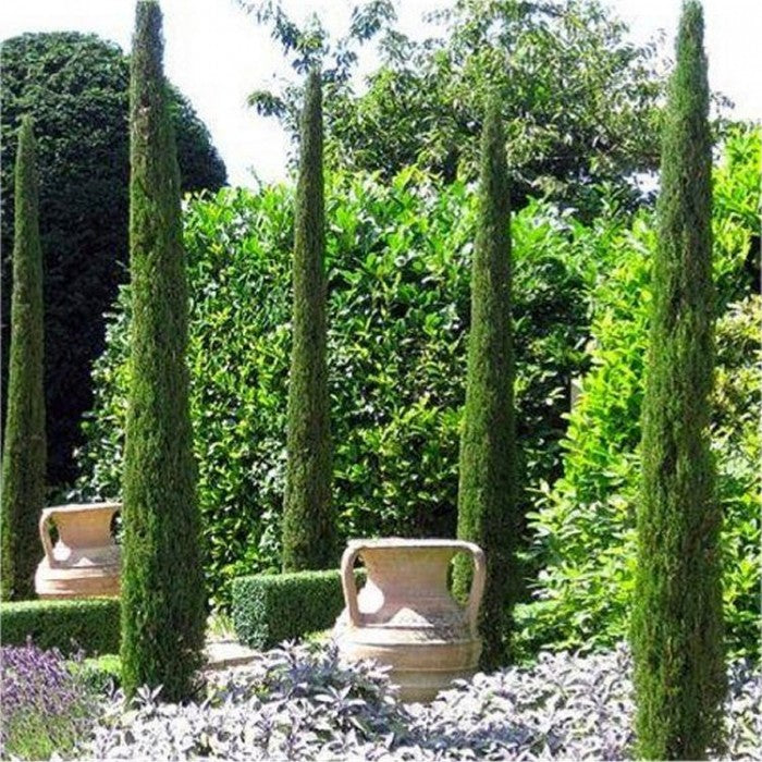 Pair of Tuscan Totem Pole Cypress tress - 2x 5L Pots