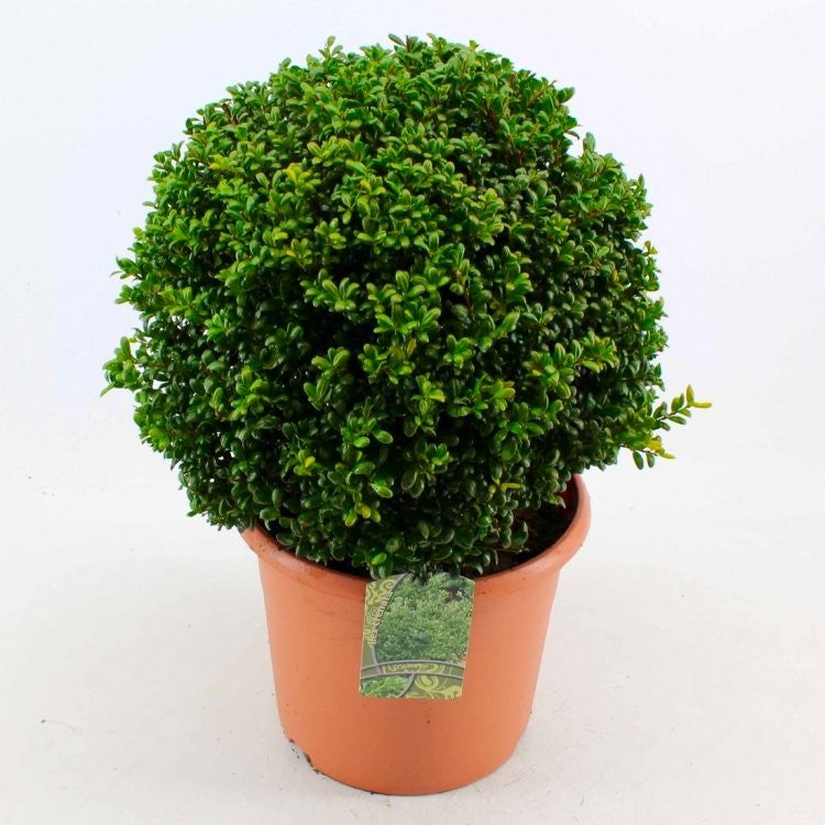 Pair of Topiary Ball - Ilex crenata 5L Pot