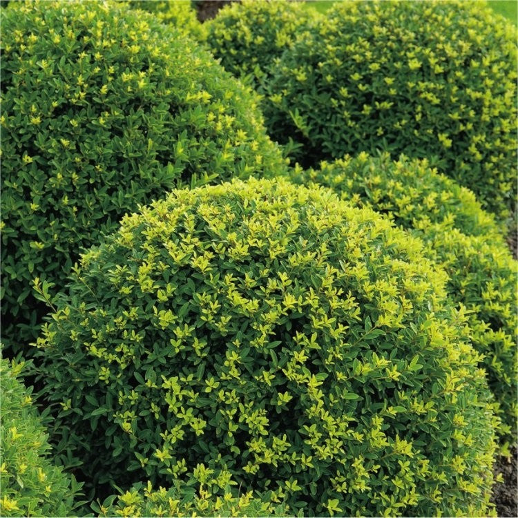 Pair of Topiary Ball - Ilex crenata 5L Pot