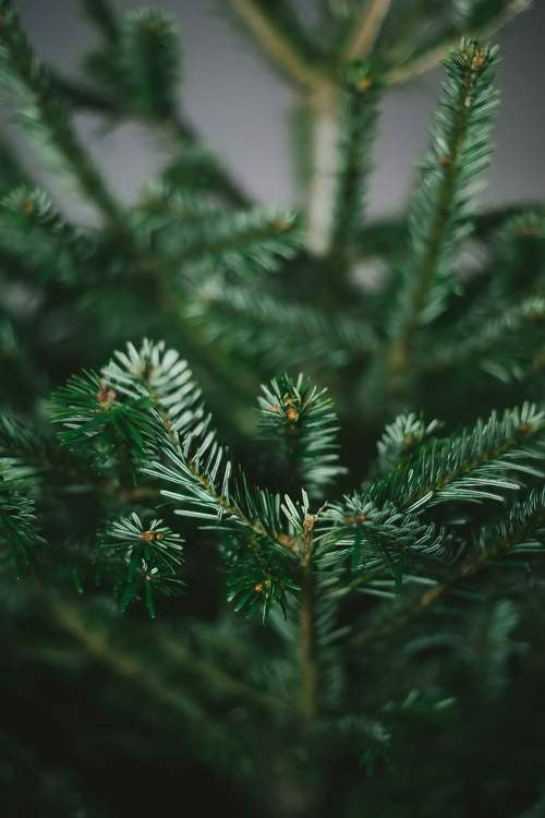 Nordmann Fir Deluxe Premium Cut 7ft