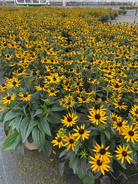 ULTIMATE Rescue - Rudbeckia Little Goldstar TRIO - 3 x 3L Pots