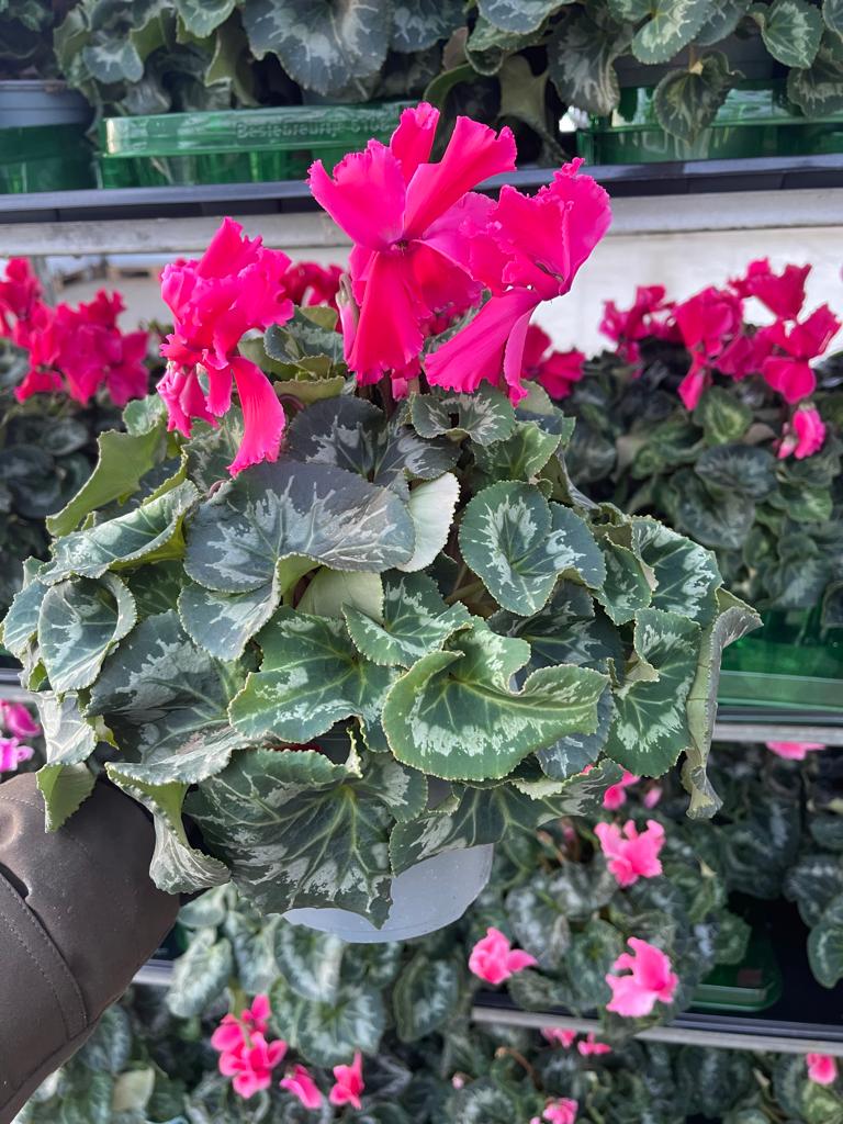 Rescue - Tray of 8 Beautiful Cyclamen Pots