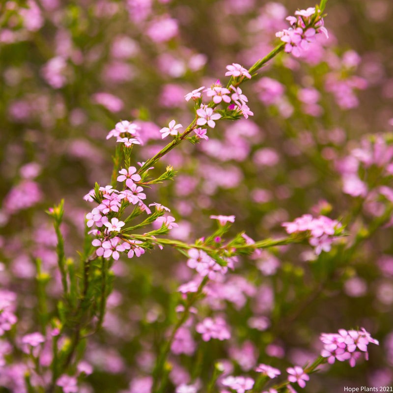 Rescue - Diosma Duo