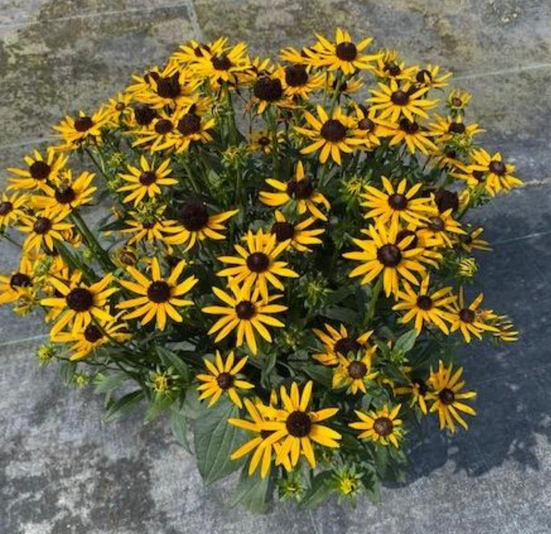 ULTIMATE Rescue - Rudbeckia Little Goldstar TRIO - 3 x 3L Pots