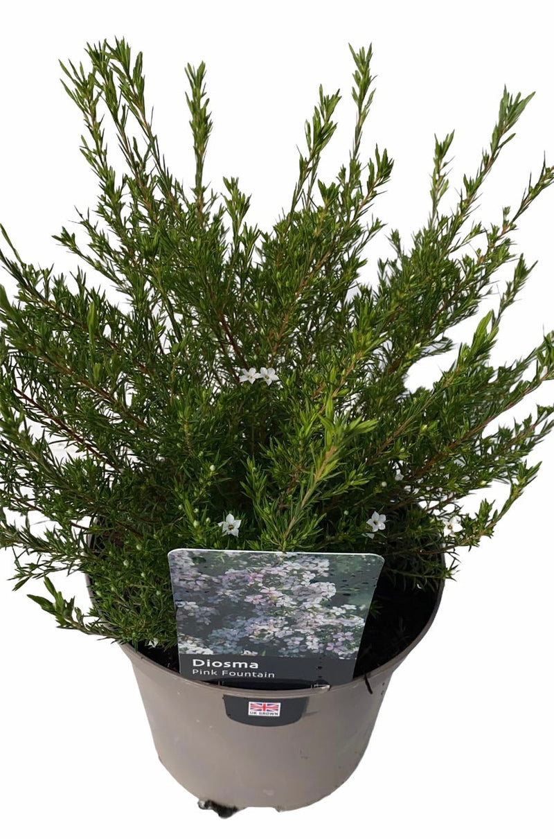 Rescue - Diosma Duo