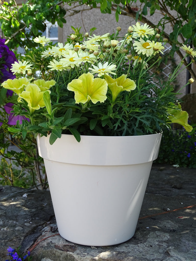 Trends Collection Planter
