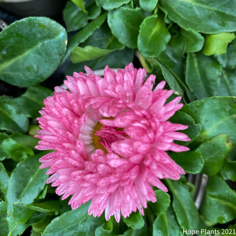 Trio of Bellis Bam Bam Mixed 3x11cm pots