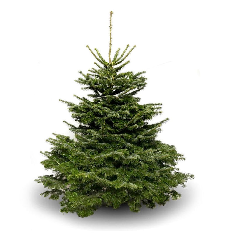 Nordmann Fir Deluxe Premium Cut 7ft