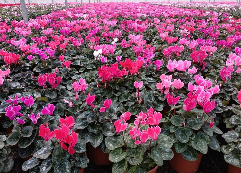 Rescue - Tray of 8 Beautiful Cyclamen Pots