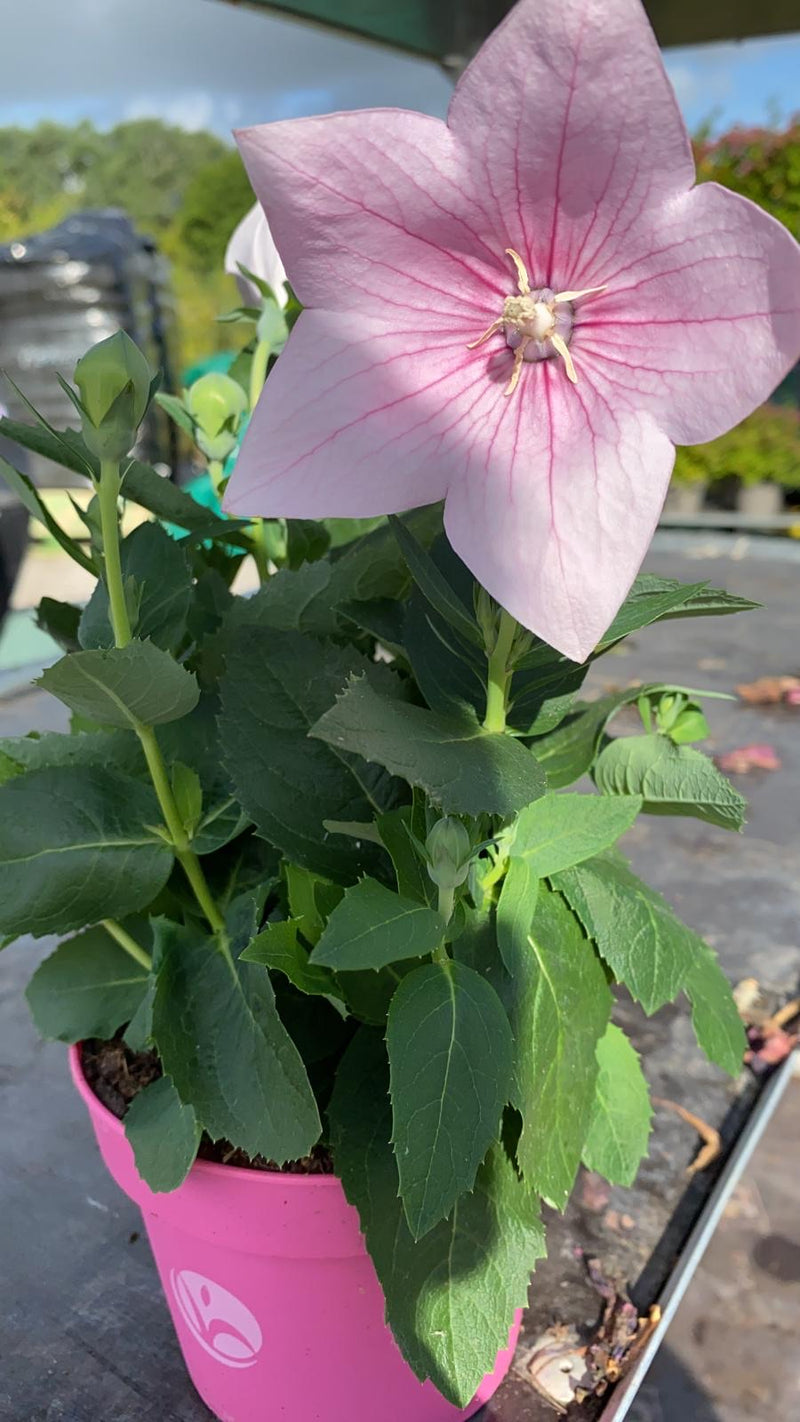 RESCUE TRIO of Balloon Flower - 3 x 1L Pot