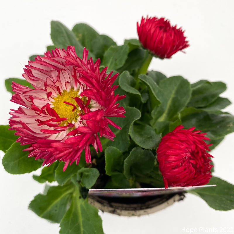 Trio of Bellis Bam Bam Mixed 3x11cm pots