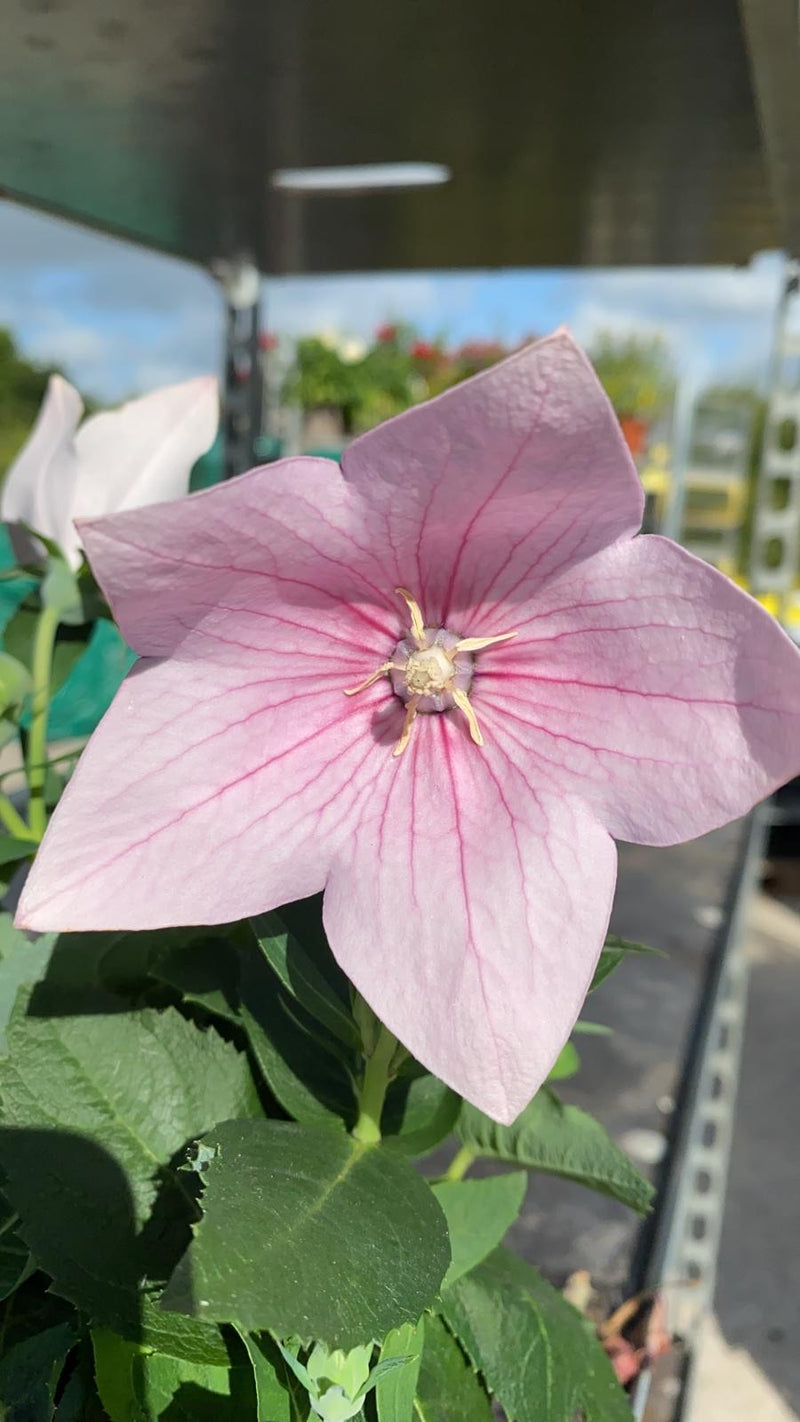 RESCUE TRIO of Balloon Flower - 3 x 1L Pot