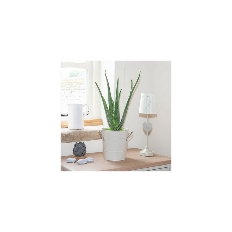 Aloe Vera - 14cm Pot