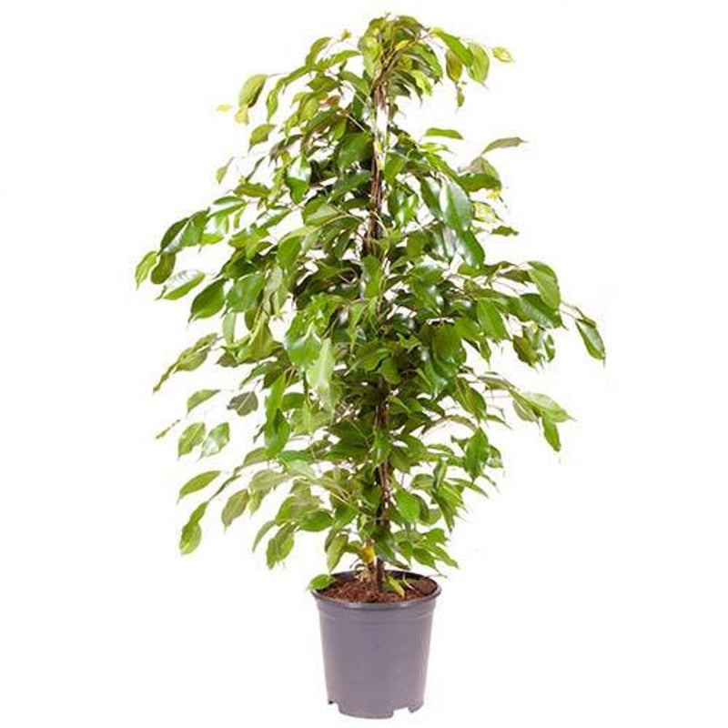 Ficus Benjamanica Exotica - Weeping Fig 90cm Tall in 21cm Pot
