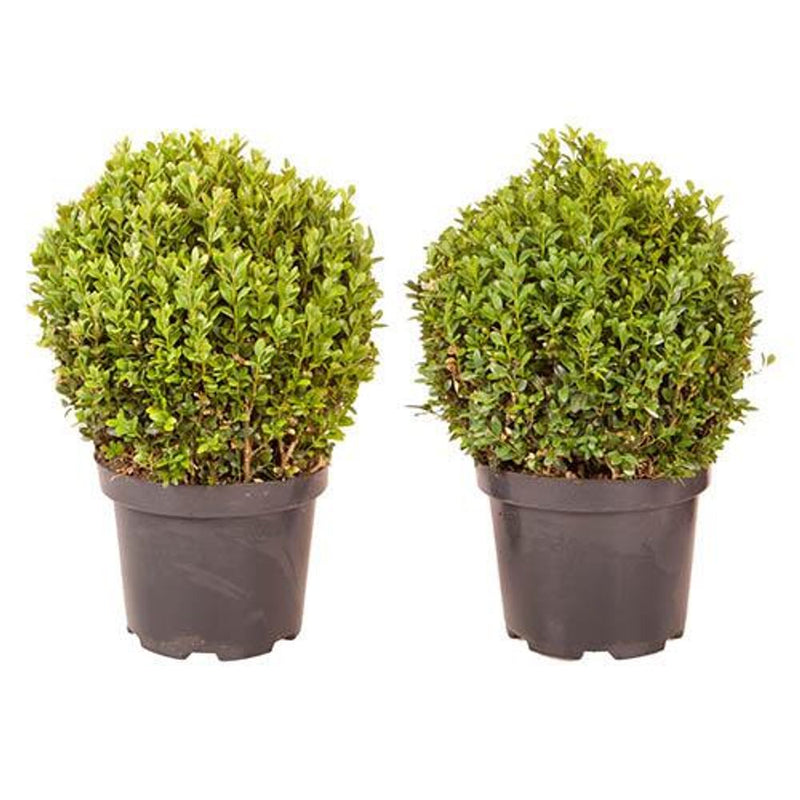 Pair of Buxus Balls 20-25cm Diameter