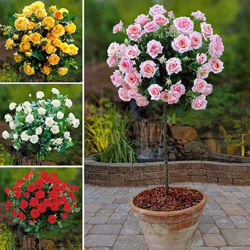 Patio Standard Rose Collection x 4 Bushes