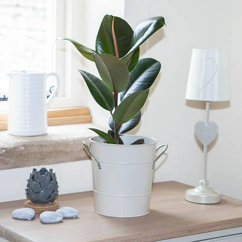 Houseplant Mix - 3 x 12cm Plants