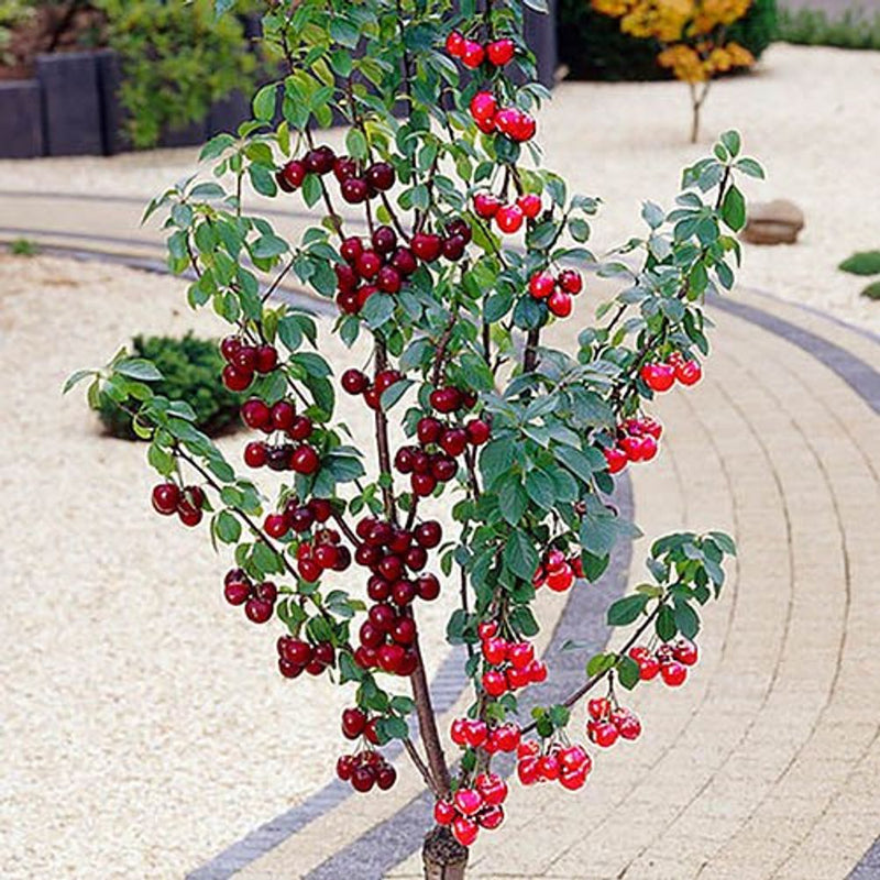 Duo Fruit Cherry Tree - 2 Varieties On One Tree