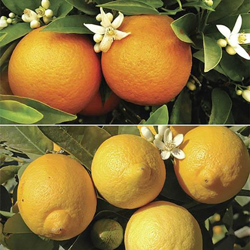 Pair of Large Citrus Trees in 6.5L Pots with Citrus Feed