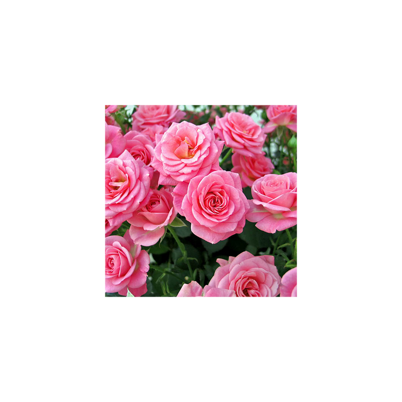 Queen Elizabeth Potted Rose