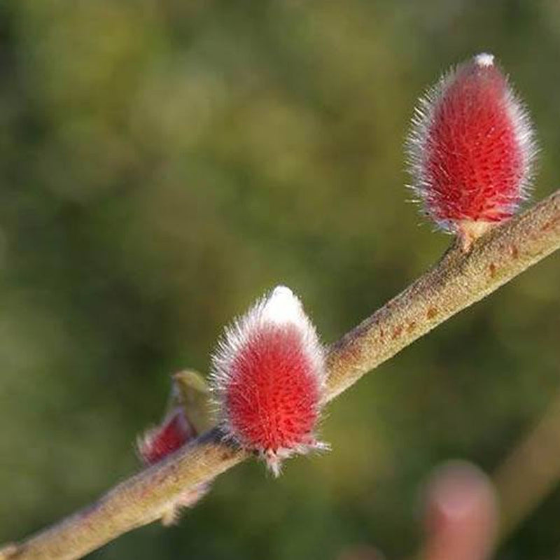 Salix Gracilistyla &
