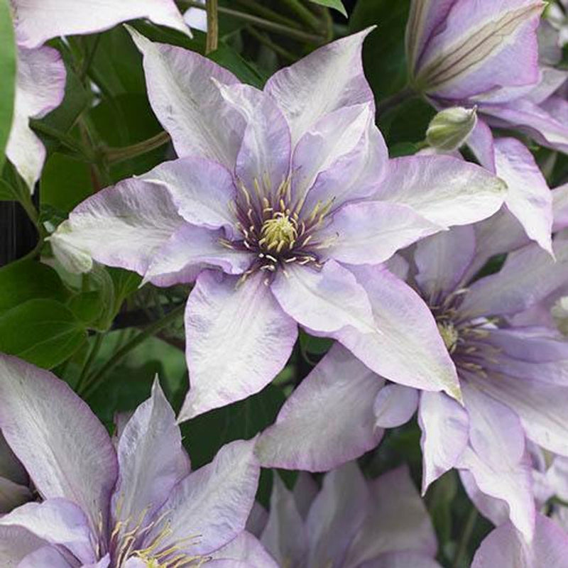 Clematis Patio Samaritan Jo Boulevard 10.5cm Pot