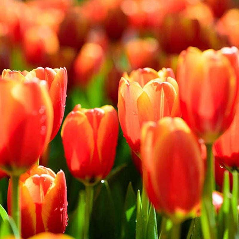 Outdoor Metal Tulip Planter