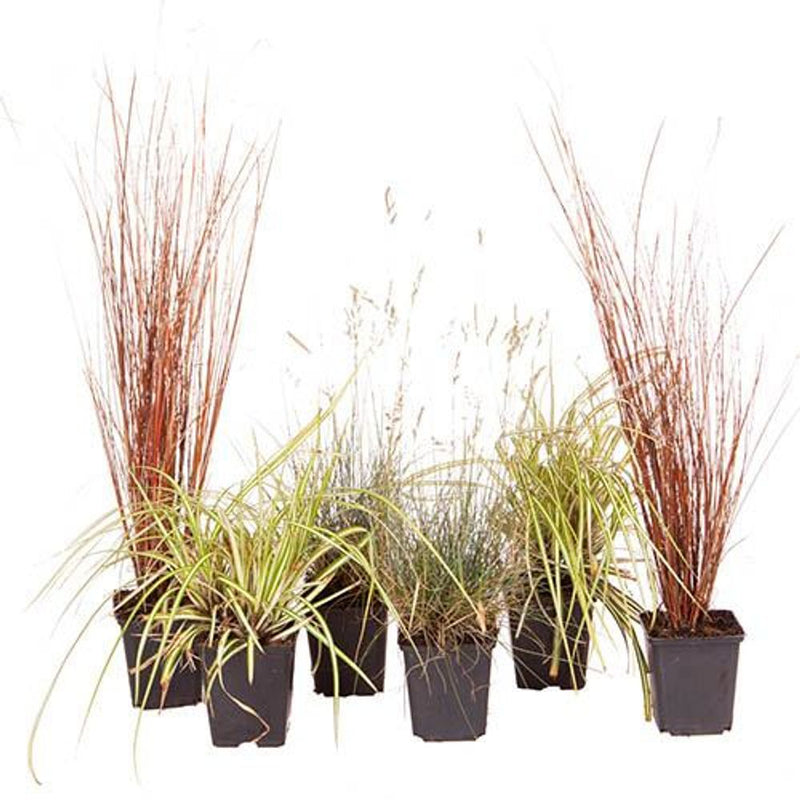 Colourful Ornamental Grasses x6 in 9cm Pots