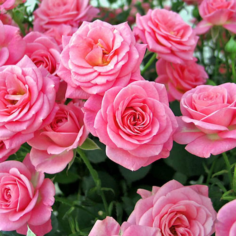 Queen Elizabeth Potted Rose