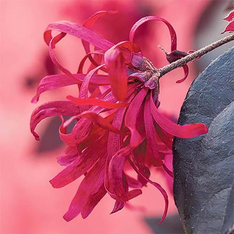 Loropetalum &